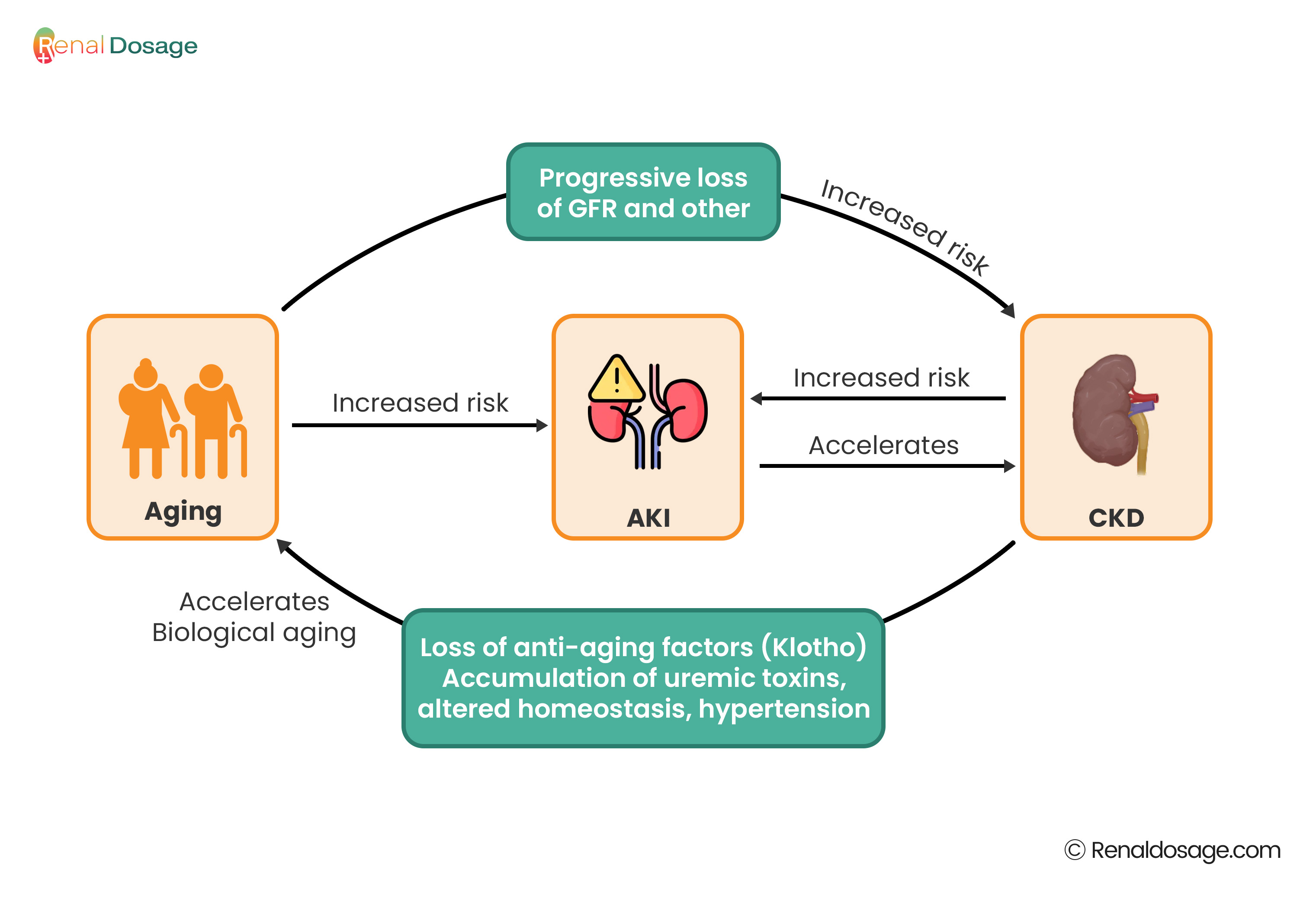 age related kidney disease